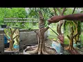 Lagu Proses Lanjutan Membuat Bonsai Sancang Gaya Natural