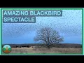 Download Lagu Massive blackbird flocks gather at winter roost site: incredible display and fascinating context