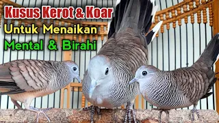 masteran perkutut lokal kusus suara kerot u0026 koar dijamin bikin gacor