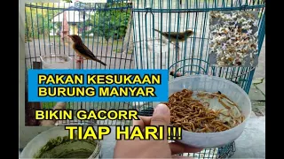 Download Perawatan Burung Manyar Muda Hutan Agar Cepat Gacor!! MP3