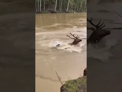 Elk Narrowly Escapes Mountain Lion Ambush!