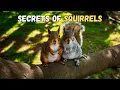 Unveiling the Secrets of Squirrels Nature s Agile Food Hoarders