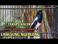 Download Lagu TERAPY Kacer ngeplong ini paling ampuh untuk pancingan Kacer agar emosi