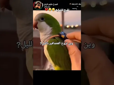 وين تروح العصافير بالليل 😂😂💔 #اكسبلور #shorts