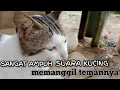 Download Lagu sangat ampuh suara kucing memanggil temannya MP3