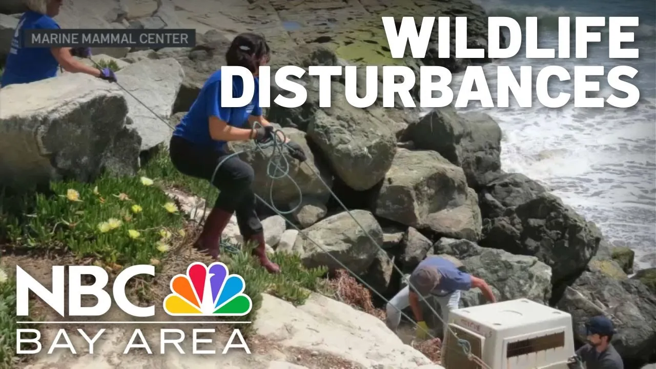 Marine Mammal Center concerned over rising rate of wildlife disturbances