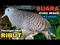 Perkutut Lokal Gacor Suara Kung Besar Pancingan Burung Perkutut Agar Bunyi.