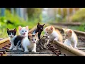 Download Lagu Kucing Meong-Meong 💞 Lagu Anak Terbaru Populer Indonesia 💞 Lagu Anak Kucing Meong-Meong