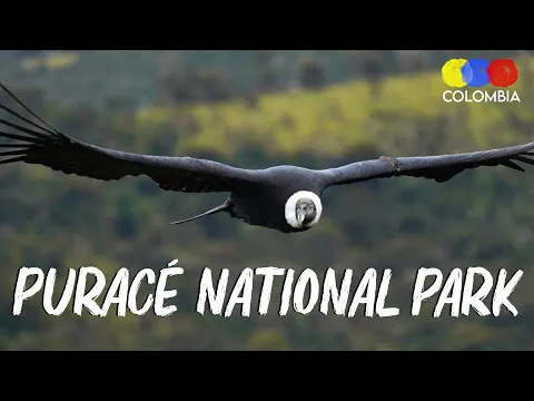 Purace Park & Condor Watching in Colombia