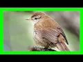 Nyanyian, Panggilan, Kicauan, Suara, Suara Burung Warbler Cetti - Cetia Nightingale Canto - Cettia Cetti