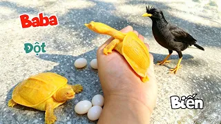 Baba Đột Biến Đã Về Nhà Và May Mắn Avi Siêu To Khổng Lồ Không Làm Lại Thành May / Quế Nghịch