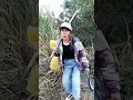 Download Lagu mastran burung lucu viral terbaru hiburan warga +62 funny short ngakak