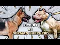 GERMAN SHEPHERD vs PIT BULL Which Is The Better Guard Dog To Protect My Family