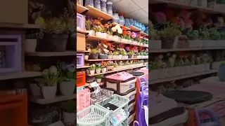 حال لولي بكل طلعه    دندنها