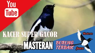 pancing kacer anda pakai masteran kacer terbaik ini