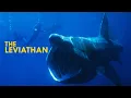 Basking Sharks 16-Tons And The Biggest Mouth In The Ocean