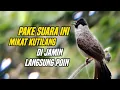 Download Lagu suara kutilang pikat gacor ampuh buat pancingan mikat kutilang liar di alam