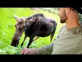 When Wild Animals Forget They re Supposed to Be Wild Funny Animal s