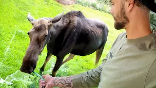 When Wild Animals Forget They re Supposed to Be Wild Funny Animal s