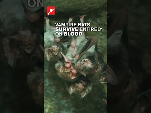 How Vampire Bats Drink Blood