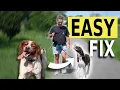 Dog Won t Pay Attention EASY FIX