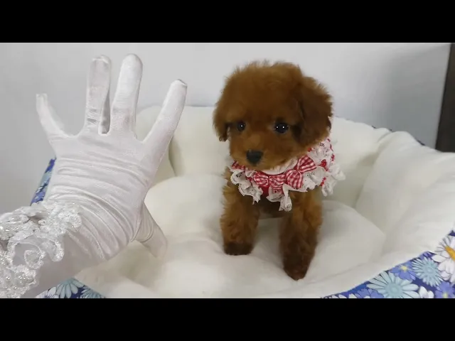 動画
