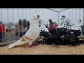 TARG gołębie pigeons JEDLIŃSK Andrzej W. 9.11.2025 cz.2/4💥Gołębie jasne i wyszwance Andrzeja Radom💥