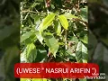 Download Lagu Lirik Lagu Nasrul Arifin \