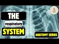 The Respiratory System Explained Sports Massage Theory Lecture