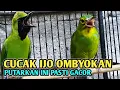 Download Lagu Terapi cucak ijo bahan ombyokan pasti langsung nyaut MP3