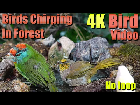 Download MP3 Cat TV | Dog TV! 4HRS of Soothing Birdbath with Birds Chirping for Separation Anxiety, No Loop! A147