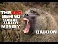 10 Baboon Facts - The Red Behind Sabretooth Monkey