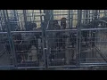 The true Dirty side of Butler Kennels Rottweilers