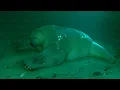 Download Lagu No One Believed It Until They Filmed It. Something Started Drowning Polar Bears in the Arctic