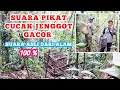 Lagu PIKAT GACOR CUCAK JENGGOT DARI ALAM 100 % SUARA ASLI