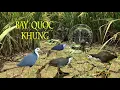 Download Lagu Cách bẫy chim quốc cận cảnh bẫy chim quốc siêu đỉnh
