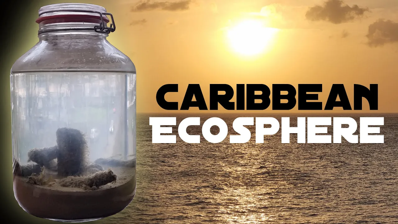Closed Saltwater Ecosphere: Caribbean Ecosystem in a Jar