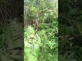 Download Lagu Penyamaran Mikat Burung Sirtu Poin Sirtu Jantan Gacor #birds #shorts