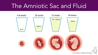 Download Amniotic Fluid During Pregnancy MP3