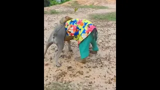 قرد يتزوج من كلبه 