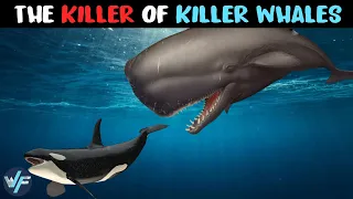 Download SPERM WHALE - The Monster That Comes After Killer Whales MP3