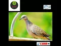 Download Lagu suara pikat tekukur paling Joss//terbaru 2022//durasi pendek//suara jernih