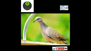 suara pikat tekukur paling joss terbaru 2022 durasi pendek suara jernih