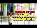 Download Lagu MASTERAN TEMBAKAN PANJANG MURAI BATU GACOR, COCOK UNTUK MASTERAN MURAI BATU MUDA MUDAH DITIRUKAN