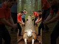 Download Lagu Unbelievable! 🐑 Sheep Stuck Inside Log Rescued by Brave Workers | Pets VN Shorts