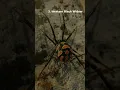 10 Spiders in Arizona