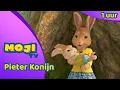 Download Lagu DE GROTE PIETER KONIJN COMPILATIE 🐰 | DEEL 12 ✨ | Nederlandse Kinderseries | MojiTV