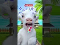 Suara kambing embek,kambing lucu#shorts