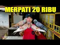 Lagu REVIEW MERPATI GIRING SUPER KEKET