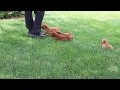 Mini Poodle Puppies For Sale